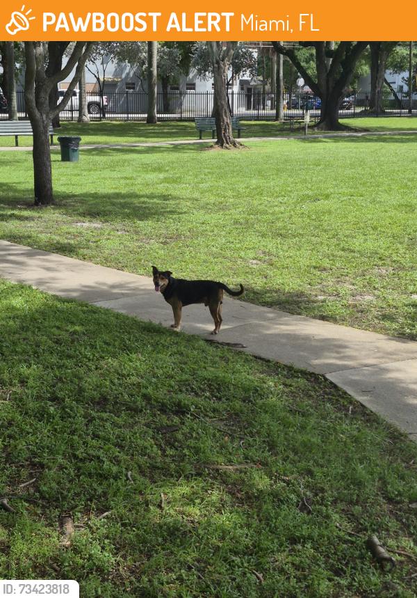 Found/Stray Unknown Dog last seen Juan Pablo Duarte Park, Miami, FL 33142