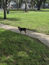 Found/Stray Unknown Dog last seen Juan Pablo Duarte Park, Miami, FL 33142