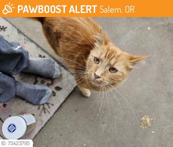 Found/Stray Female Cat last seen Between 14th and capital on D, Salem, OR 97301