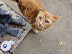 Found/Stray Female Cat last seen Between 14th and capital on D, Salem, OR 97301