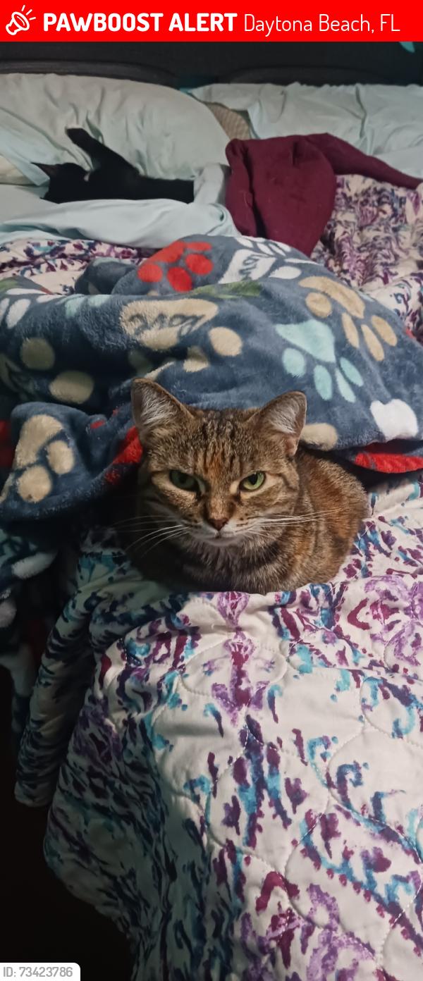 Lost Female Cat last seen Alabama Ave and Tallahassee in Holly Hill FL, Daytona Beach, FL 32117