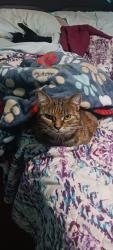 Lost Female Cat last seen Alabama Ave and Tallahassee in Holly Hill FL, Daytona Beach, FL 32117
