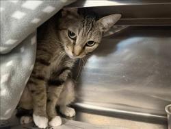 Shelter Stray Female Cat last seen , 14409 Vanowen St, Van Nuys, CA 91405, USA