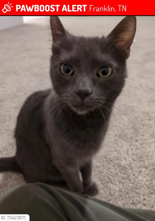 Lost Male Cat last seen Poplar Farms and Chardon Drive, Franklin, TN 37067