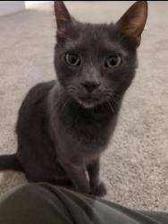 Lost Male Cat last seen Poplar Farms and Chardon Drive, Franklin, TN 37067