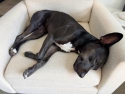 Reunited Female Dog last seen Boundary Trail, Palos Verdes Estates, CA 90274