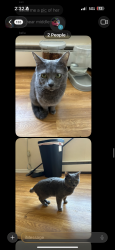 Lost Female Cat last seen Walker st and branch st near jkings barbershop, Lowell, MA 01851