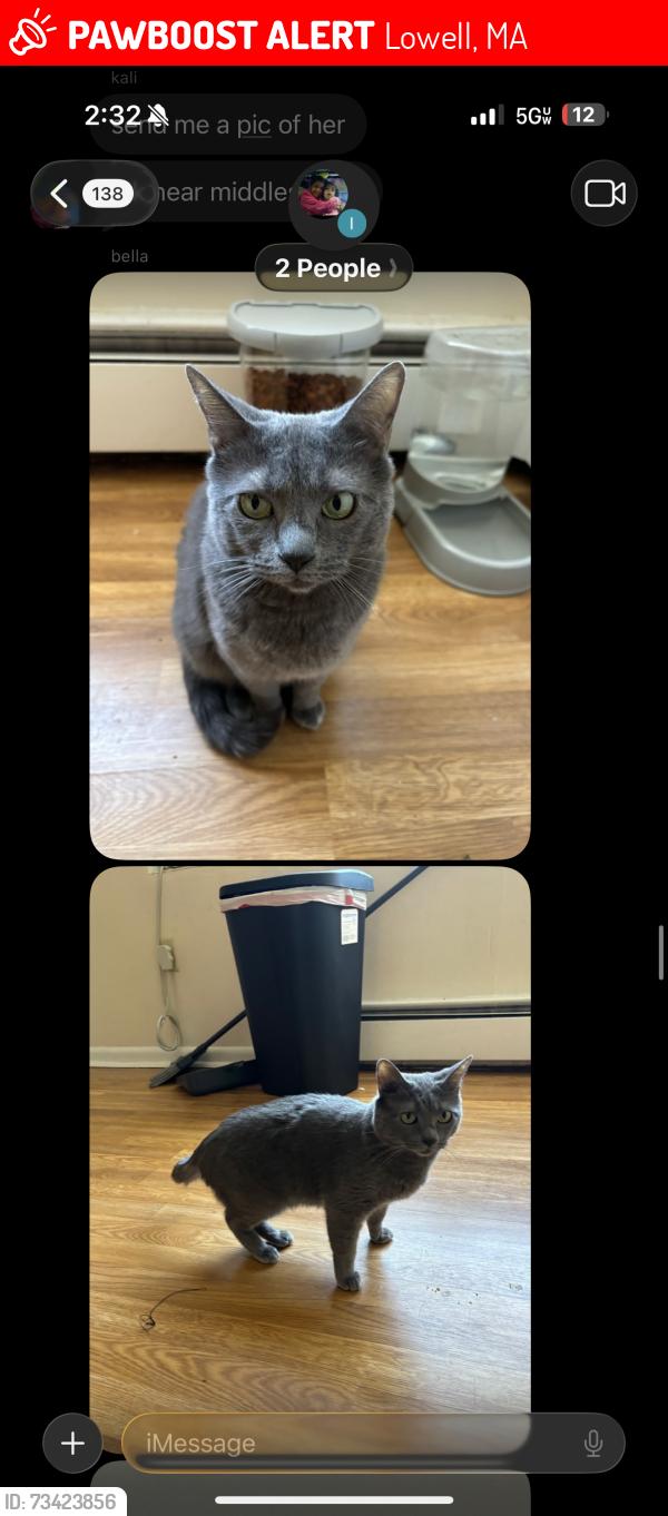 Lost Female Cat last seen Walker st and branch st near jkings barbershop, Lowell, MA 01851