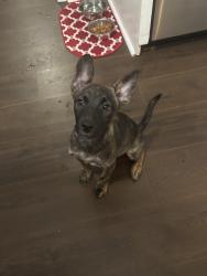 Reunited Female Dog last seen Nelson st se/ jack st, Lindale, GA 30173