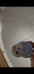 Lost Male Bird last seen Beyer way, San Diego, CA 92154