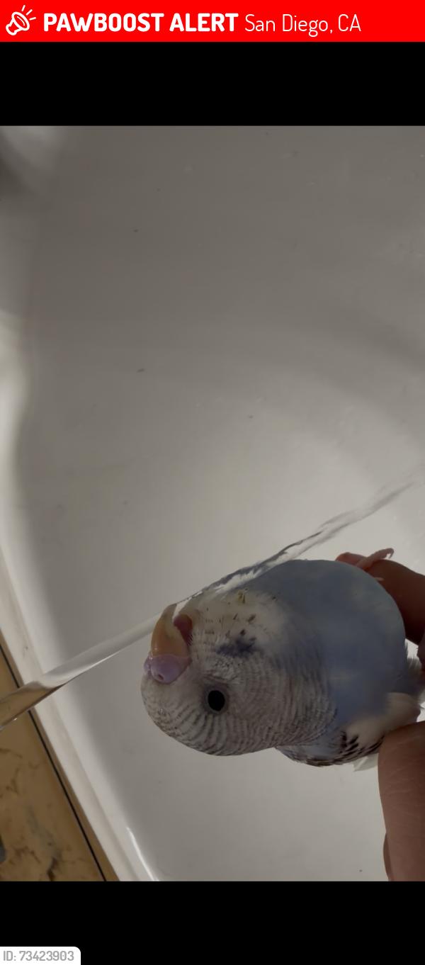 Lost Male Bird last seen Beyer way, San Diego, CA 92154