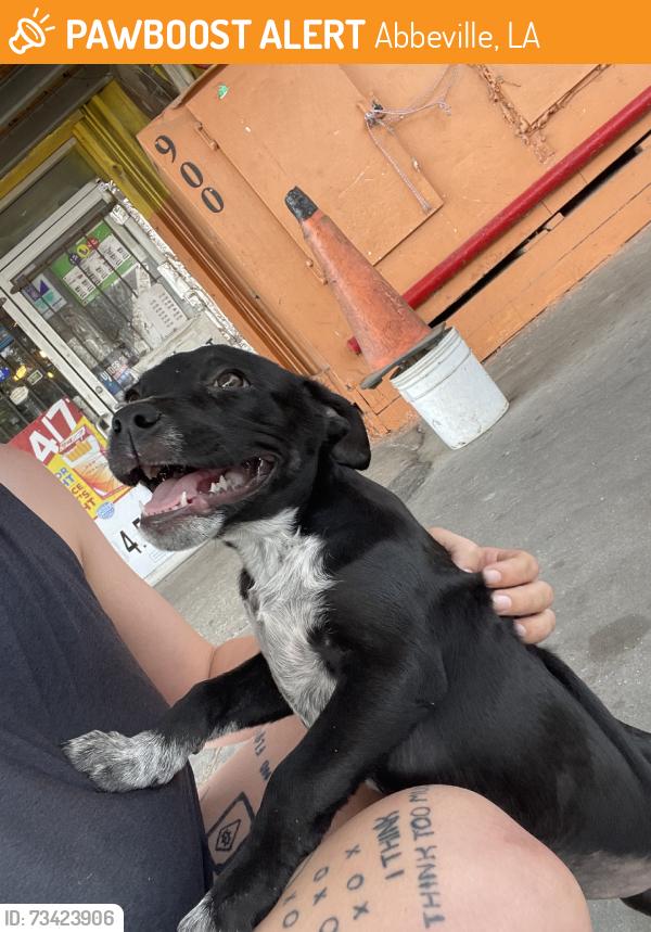 Found/Stray Female Dog last seen A A Comeaux memorial dr., Abbeville, LA 70510