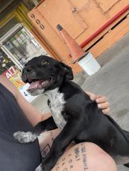 Found/Stray Female Dog last seen A A Comeaux memorial dr., Abbeville, LA 70510