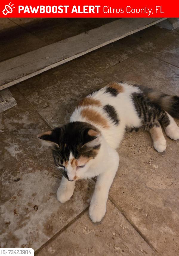 Lost Female Cat last seen North Hollywood circle and Highway 44, Citrus County, FL 34429