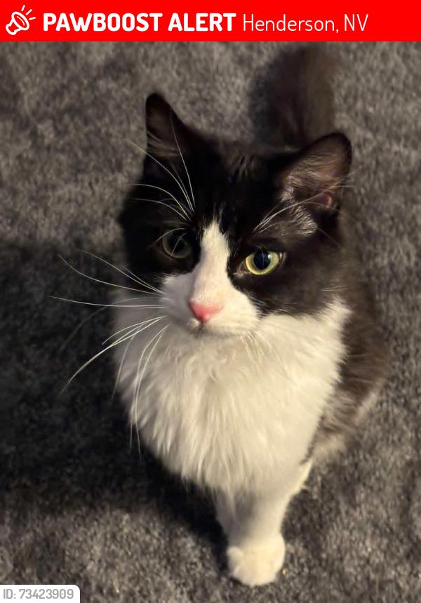 Lost Male Cat last seen Warm springs & green valley pkwy, Henderson, NV 89015