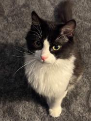 Lost Male Cat last seen Warm springs & green valley pkwy, Henderson, NV 89015