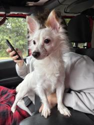 Found/Stray Male Dog last seen Locust Grove BP on Tanger Blvd., Locust Grove, GA 30248