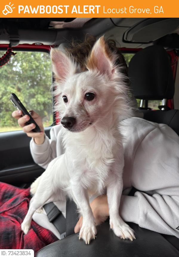 Found/Stray Male Dog last seen Locust Grove BP on Tanger Blvd., Locust Grove, GA 30248