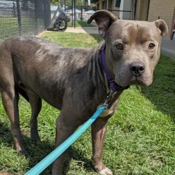 Shelter Stray Male Dog last seen Near E Whaley, Longview, City of, TX, 303 H G Mosley Pkwy, Longview, TX 75604, USA