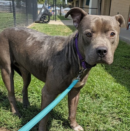 Shelter Stray Male Dog last seen Near E Whaley, Longview, City of, TX, 303 H G Mosley Pkwy, Longview, TX 75604, USA