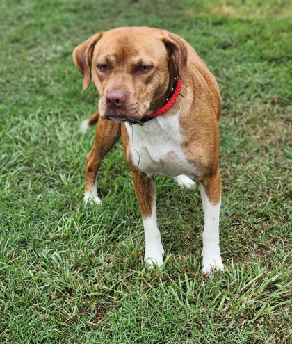 Shelter Stray Female Dog last seen Near CALHOUN MEM HWY EASLEY, SC, Easley City, SC, 193 County Farm Rd, Pickens, SC 29671, USA