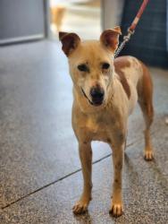 Shelter Stray Female Dog last seen Near E Preston McDaniel Rd, PICKENS COUNTY, SC, 193 County Farm Rd, Pickens, SC 29671, USA