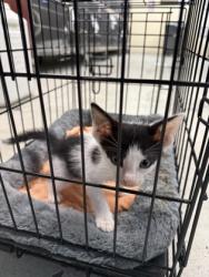 Shelter Stray Male Cat last seen Valewood, Caddo Parish, LA, 1500 Monty St, Shreveport, LA 71107, USA