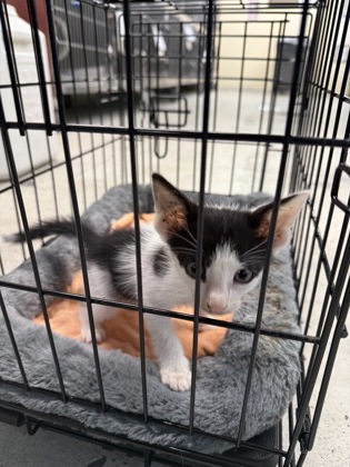 Shelter Stray Male Cat last seen Valewood, Caddo Parish, LA, 1500 Monty St, Shreveport, LA 71107, USA