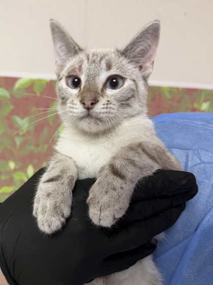 Shelter Stray Male Cat last seen Near Cupples Rd, Within Coalition, TX, 11300 Nacogdoches Rd, San Antonio, TX 78217, USA