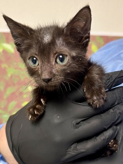 Shelter Stray Female Cat last seen Near Cupples Rd, Within Coalition, TX, 11300 Nacogdoches Rd, San Antonio, TX 78217, USA