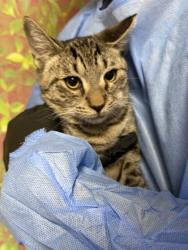 Shelter Stray Male Cat last seen Vanness & Fox Meadow, Within Coalition, TX, 11300 Nacogdoches Rd, San Antonio, TX 78217, USA