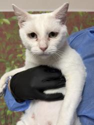 Shelter Stray Female Cat last seen Huntington & Zarzamora, Within Coalition, TX, 11300 Nacogdoches Rd, San Antonio, TX 78217, USA