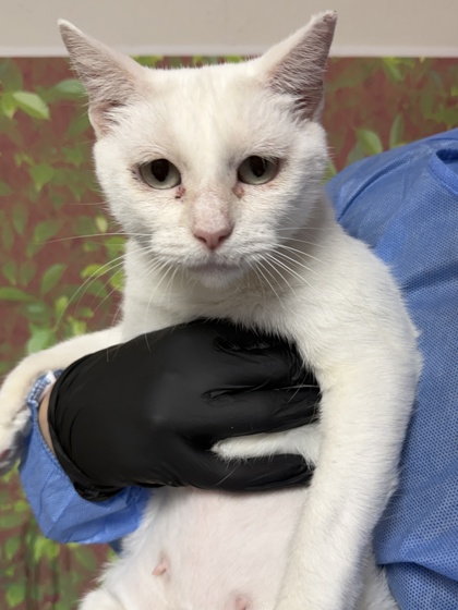 Shelter Stray Female Cat last seen Huntington & Zarzamora, Within Coalition, TX, 11300 Nacogdoches Rd, San Antonio, TX 78217, USA