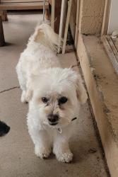 Reunited Male Dog last seen 17th Dr and Wahalla Lane, Phoenix, AZ 85027