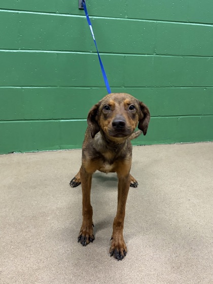 Shelter Stray Female Dog last seen Near Harrison Rd Anderson, SC 29625, Anderson County, SC, 1320 US-29, Anderson, SC 29626, USA