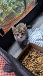 Shelter Stray Female Cat last seen Near Cambria St., 21225, MD, 2490 Giles Rd, Baltimore, MD 21225, USA