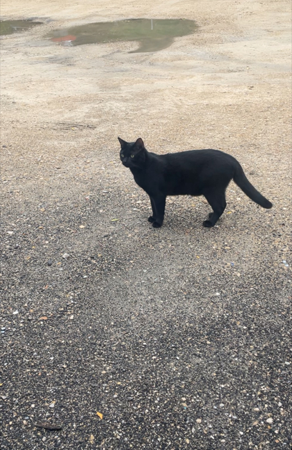 Shelter Stray Unknown Cat last seen W Doty St, Madison, WI, Madison 7, City of, WI, 5132 Voges Rd, Madison, WI 53718, USA