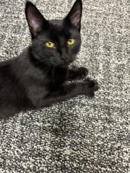 Shelter Stray Female Cat last seen Dale St, Mcfarland, WI, Mc Farland, Village of, WI, 5132 Voges Rd, Madison, WI 53718, USA