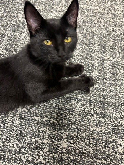 Shelter Stray Female Cat last seen Dale St, Mcfarland, WI, Mc Farland, Village of, WI, 5132 Voges Rd, Madison, WI 53718, USA