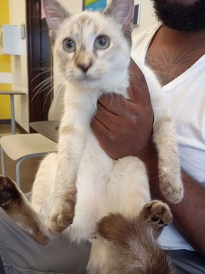 Shelter Stray Female Cat last seen Near Rockaway rd, South Fulton, GA, 1251 Fulton Industrial Blvd NW, Atlanta, GA 30336, USA
