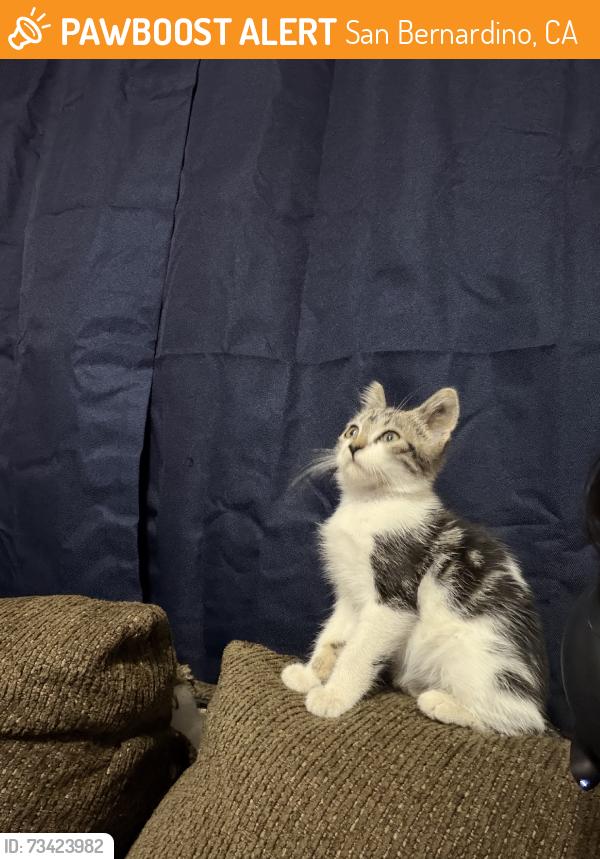 Found/Stray Male Cat last seen Mountain View ave, San Bernardino, CA 92408
