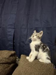 Found/Stray Male Cat last seen Mountain View ave, San Bernardino, CA 92408