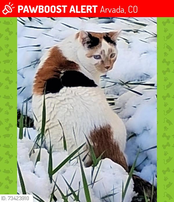 Lost Female Cat last seen Inside greenbox rv storage on co 72 arvada, Arvada, CO 80007