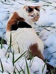 Lost Female Cat last seen Inside greenbox rv storage on co 72 arvada, Arvada, CO 80007