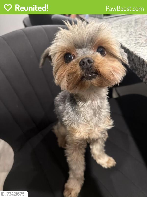 Reunited Female Dog last seen Ave L and California street, Calimesa, CA 92320