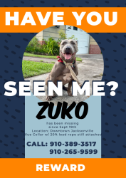 Lost Male Dog last seen Downtown jacksonville, Jacksonville, NC 28540