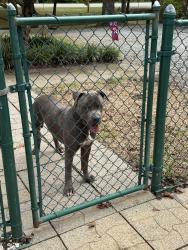Found/Stray Male Dog last seen Scott road, Greensboro, NC 27405