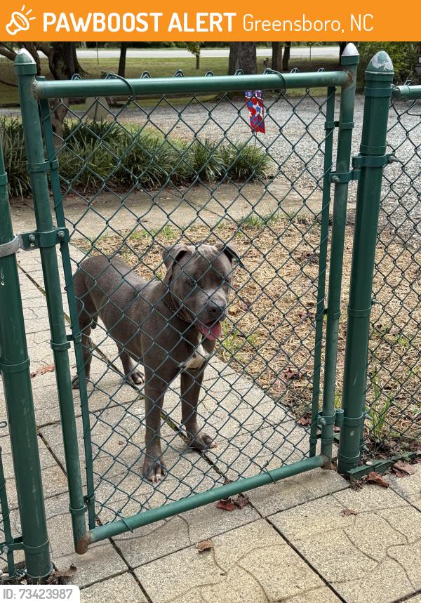 Found/Stray Male Dog last seen Scott road, Greensboro, NC 27405