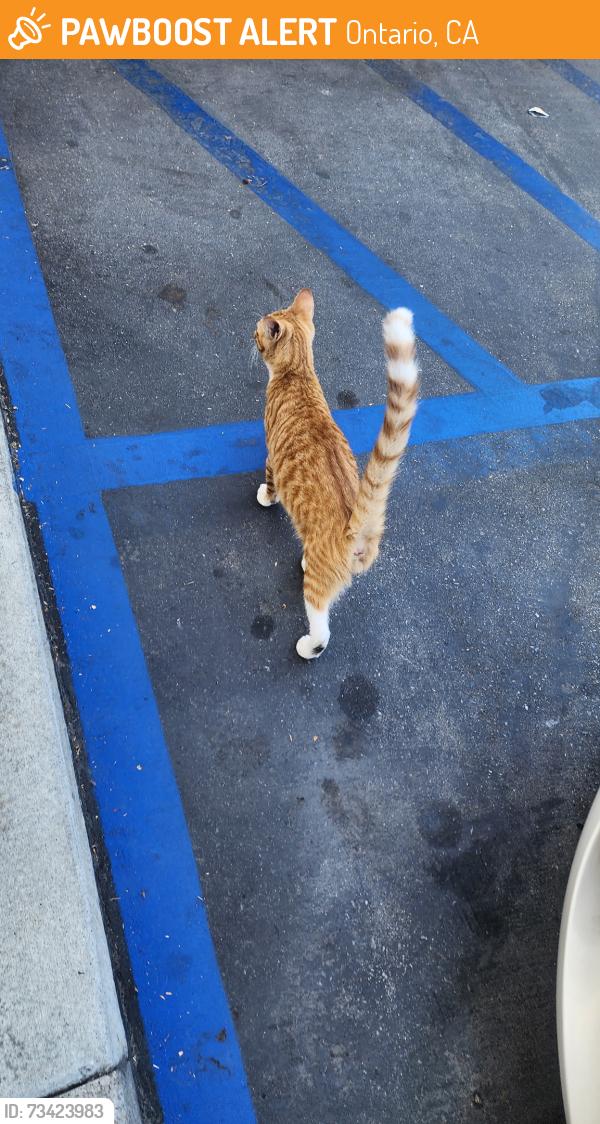 Found/Stray Unknown Cat last seen Ralphs Grocery Store Parking Lot, Ontario, CA 91761