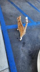 Found/Stray Unknown Cat last seen Ralphs Grocery Store Parking Lot, Ontario, CA 91761
